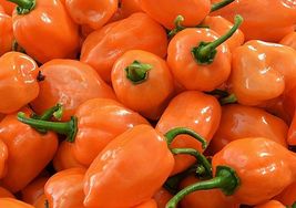 Orange Habanero Pepper Organic Hot Pepper NON GMO Heirloom 100 seeds - £7.51 GBP