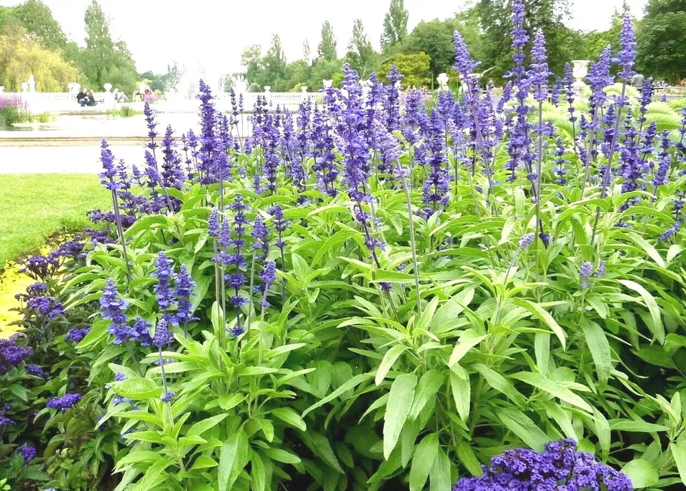 300 BLUE SAGE Flower Seeds Wildflower Garden - $4.59