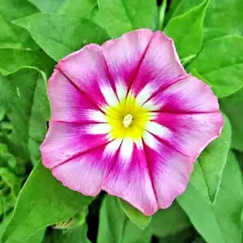 Morning Glory 30 Seeds Dwarf Rose Hummingbird Mix Tricolor Flowers Vining - $4.72