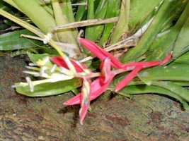 USA Seller 20 Red Flowered Bromeliad Seeds Free Shipping - £11.96 GBP