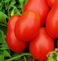 2000 Seeds Roma VF Tomato  NON-GMO Heirloom Fresh Vegetable Seeds - £22.02 GBP