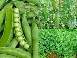 100+LINCOLN Shelling Pea Homesteader Native Heirloom Vegetable Seeds Spring Fall - £13.57 GBP