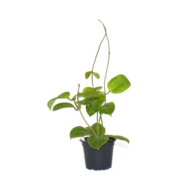 SR Hoya Sp. Png Sv 432 3.5 Inch Pot USA Seller - $89.98