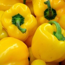 Sunbright Yellow Bell Pepper Seeds 25 Vegetable US Seller Fast Shipping - £1.73 GBP