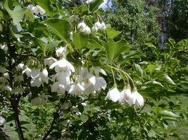 12 Japanese Snowbell Tree Seeeds Styrax Japonicus US Fast Shipping - $12.40