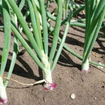 250 Red Burgundy Onions Seeds Allium Cepa Grown Seed Garden Fresh USA Shipping - £5.38 GBP