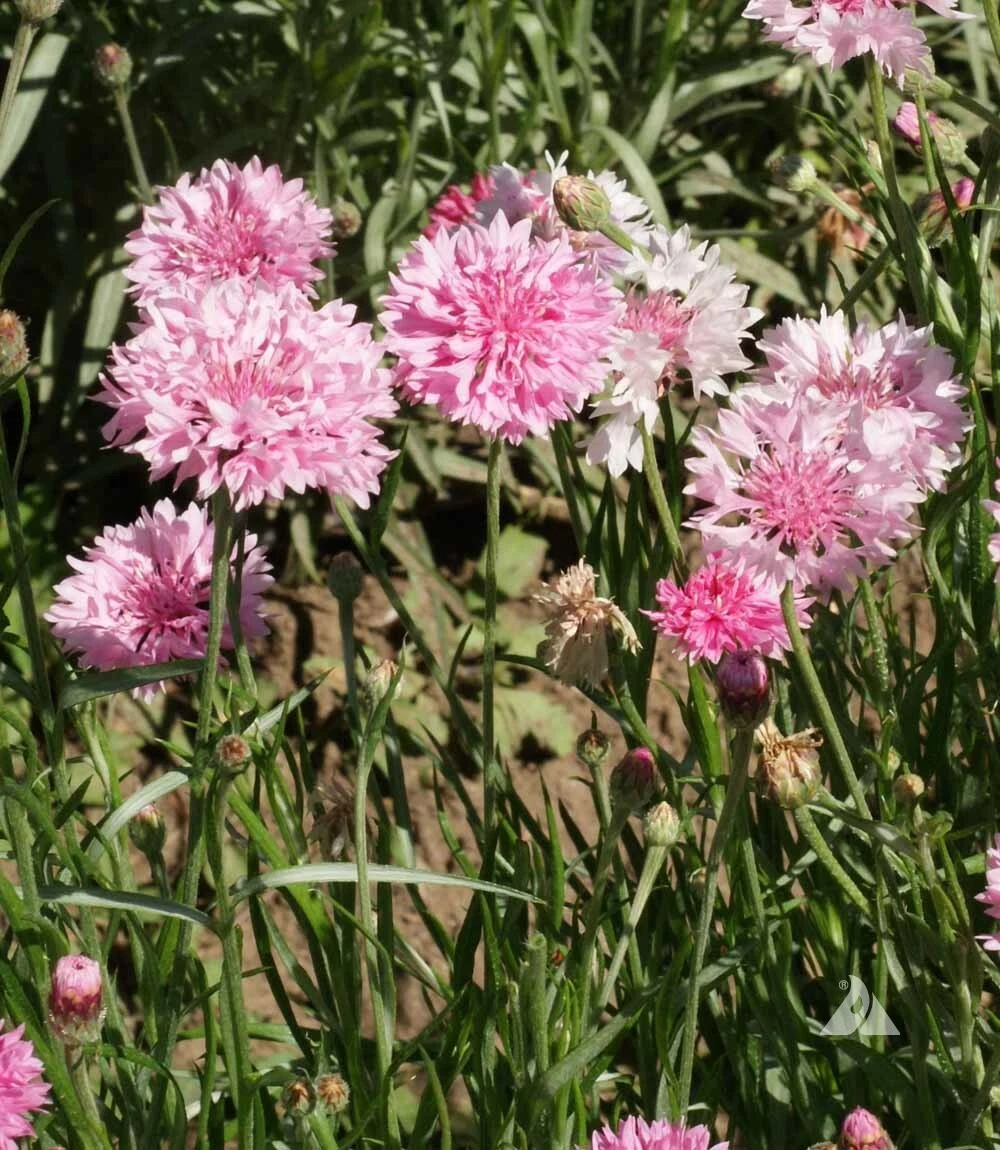 Cornflower Bachelor Button TALL PINK Heirloom Flower Bees Love Non-GMO 4... - $9.67