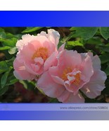 Lan Yutian Pink Peony Flower Seeds Pack 5 Seeds Light Fragrant Seeds Flo... - $11.74