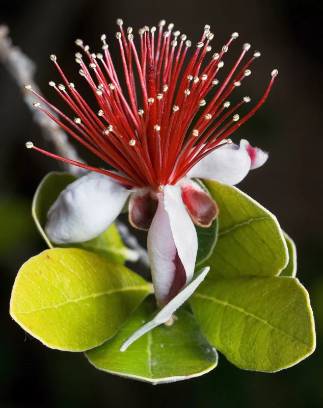 10 Seeds Pineapple Guava Fruit Feijoa Acca Sellowiana Pink Red Flower Shrub - £9.76 GBP