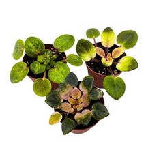 Harmony&#39;s Variegated African Violet Assortment, 2 inch Set of 3, Rare Mini Saint - £34.75 GBP