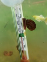 10 Ramshorn Snails from a hobbyist - $9.90