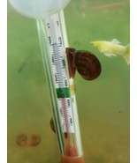 10 Ramshorn Snails from a hobbyist - $13.56 CAD