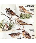 Short Tailed Grass Sparrows Varieties 1966 Color Bird Art Print Nature A... - $14.01 CAD