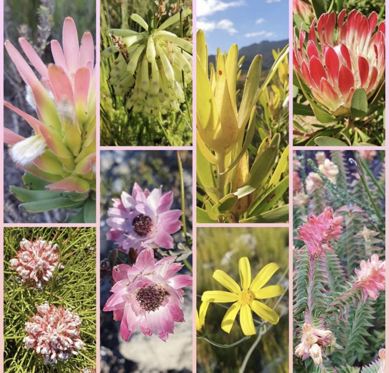 Leucadendron Mix Garden Ornamental Plants, 20 SEEDS D