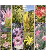 Leucadendron Mix Garden Ornamental Plants, 20 SEEDS D - £51.09 GBP