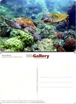Sea Turtle Coral Playing Around Printed on Chlorine Free Paper VTG Postcard - £7.51 GBP
