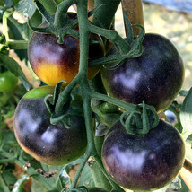 100 Seeds Of Daheiren Black Tomato Cultivate Curiosity Beautiful - $16.11