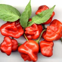 Fresh New Hinkelhatz Pennsylvania Dutch Hot Pepper Seeds Aka Chicken Heart Peppe - $16.86