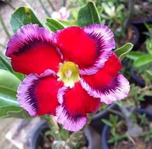 Goodidea 1PC Desert Rose Seed Rose Red Single Petal with Light Purple Edge - £4.30 GBP