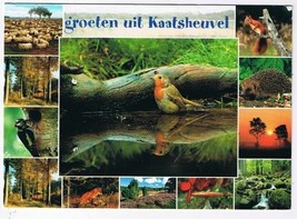 Holland Netherlands Postcard Kaatsheuvel Birds Animals Sheep Sunset Wate... - $3.57