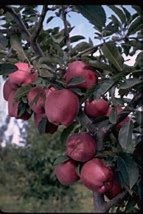 1 Arkansas Black Apple Tree, 18+inch, Fast Growing Fruit for Garden Landscaping - £14.97 GBP