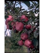 1 Arkansas Black Apple Tree, 18+inch, Fast Growing Fruit for Garden Landscaping - $18.95