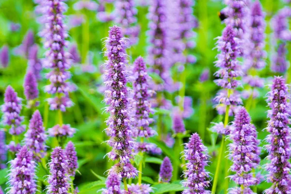 Fresh Anise Hyssop Seeds For Planting (500 Seeds) Stunning Wildflowers Agastache - £14.59 GBP