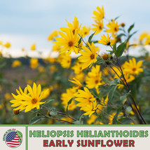 US Seller 100 Early Sunflower Seeds, Heliopsis Helianthoides, Ox-Eye, Native Per - £8.85 GBP
