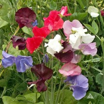 50 Royal Mix Sweet Pea Flower Seeds Fresh Seeds USA Seller - $13.98