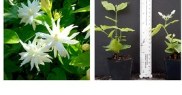 Belle Of India Jasmine~~Jasminum Sambac Double~Starter Plant~ Intensely Fragrant - £35.16 GBP