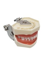 Dental Typodont Model with Removable Teeth M8012 DP 32 demonstration teach study - £18.28 GBP