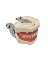Dental Typodont Model with Removable Teeth M8012 DP 32 demonstration tea... - $31.84 CAD