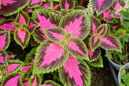 100 Rainbow Coleus Seeds F4024-15 Gardening USA SELLER - £9.47 GBP