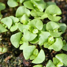 Fresh Basil Spicy Globe Seeds Fast Shipping - $4.22