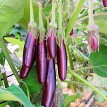 Eggplant Aubergine Little Fingers Solanum Melongena, 100 Seeds - £9.74 GBP