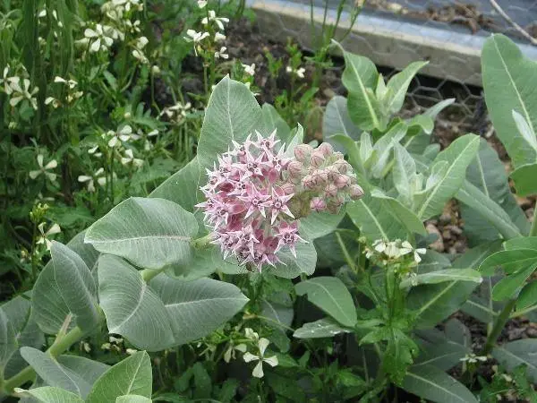 Asclepias Speciosa Creek Or Greek Milkweed Showy Milkweed 40 Seeds Fresh Garden - £17.25 GBP