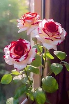 rose flower plant your home and tarrace garden - £11.78 GBP