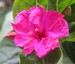 Mirabilis jalapa rare flowering succulent seed 10 seeds - £7.18 GBP