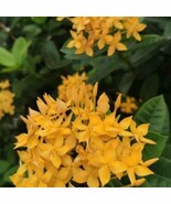 THJAR Ixora Taiwanese Yellow In 6 Inch Pot Carmen Dwarf Red Ixora - $57.02