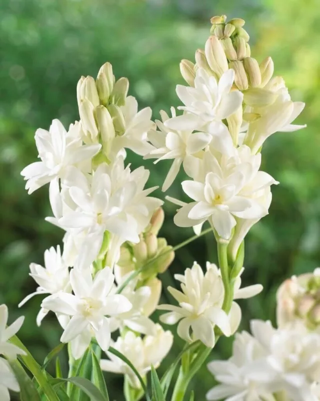 Polianthes tuberosa &#39;Tuberose&#39; Single Bloom / 5 Hardy Perennial Tubers - $34.16