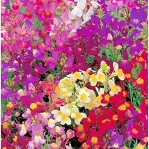 2001 Snapdragon Northern Lights Mix Seeds Spring Fall Flower Container Garden - £9.57 GBP
