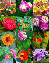 Exotic Lantana Mix Flowering Shrub Verbenas Butterfly Ham And Eggs 20 Se... - $17.98