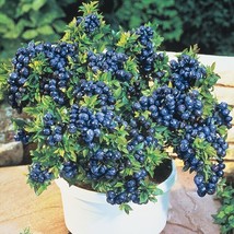 BStore 25 Seeds Dwarf Bonsai Blueberry Seeds Organic Mini Delicious Fruit Plante - £6.80 GBP