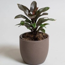 Hawaiian Cordyline Fruticosa Purple Compacta Chocolate Rare Live Plant C... - $356.00 MXN+