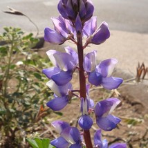 US Seller Lupinus Sparsiflorus Coulters Mojave Lupine 10 Seeds Fast Shipping - £13.83 GBP