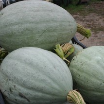 Fresh New Hopi Pale Gray Winter Squash Seeds Vegetable Seeds Seed Packet Extreme - £14.37 GBP