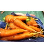 Muscade Carrot - Carrott from North Africa - 300+ seeds - R 137 - £1.55 GBP