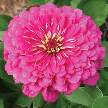 50 Zinnia Seeds Higro Rose Flower Flower Seeds Fresh Seeds Gardening USA - $26.00