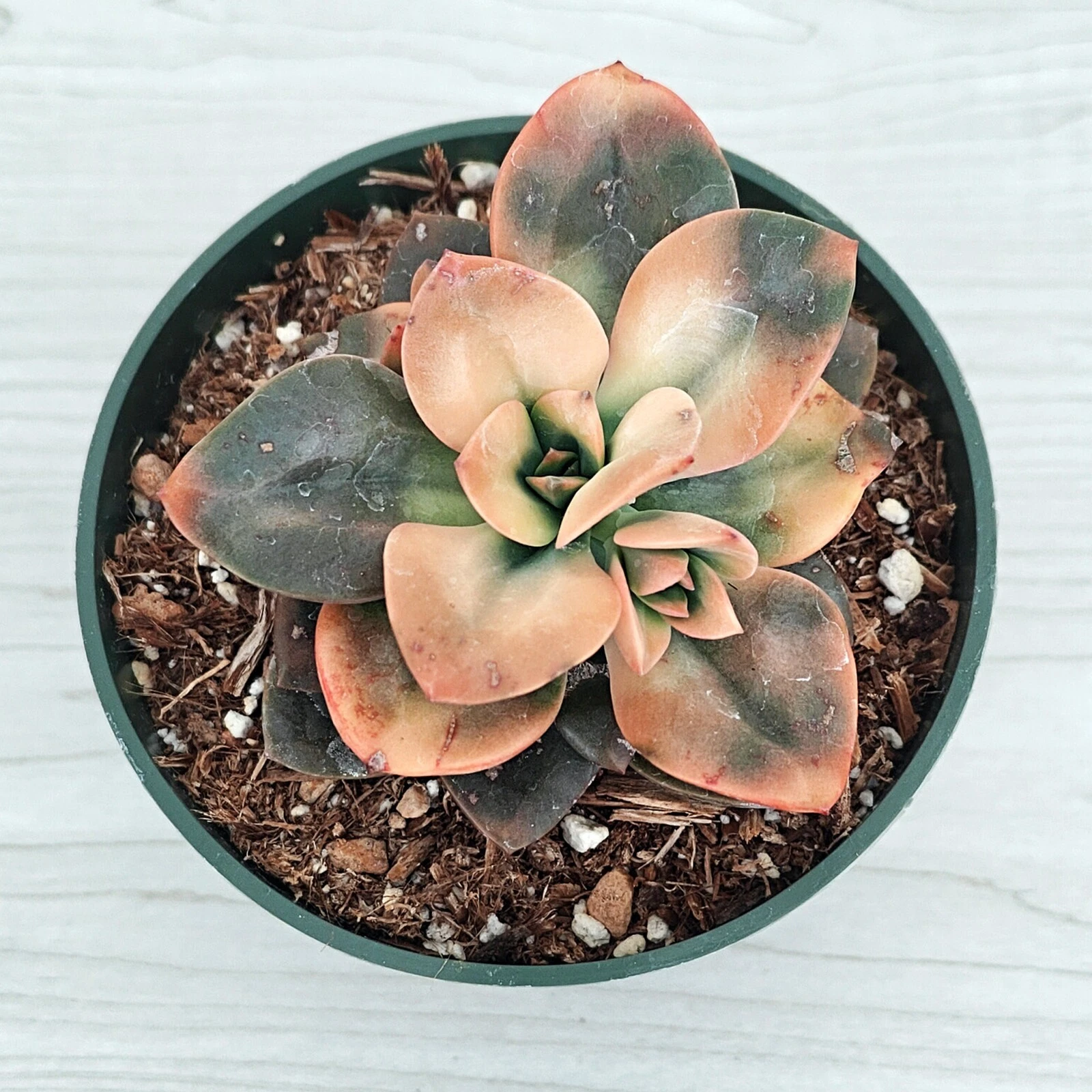Succulent Plant - Echeveria : Chroma - In 4&quot; Pot - $22.41