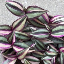 Zebrina pendula, Tradescantia Zebrina Quadricolor Cuttings / Plugs Plant - $22.75